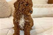 $430 : Goldendoodle puppies for sale thumbnail