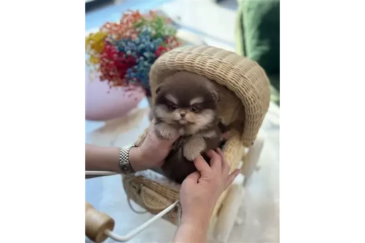 $250 : Pomeranian puppies for sale image 3