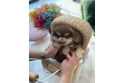 $250 : Pomeranian puppies for sale thumbnail