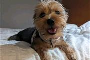 Cachorros yorkie en adopcion en Wyoming