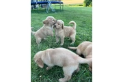 Cachorros Golden Retriever