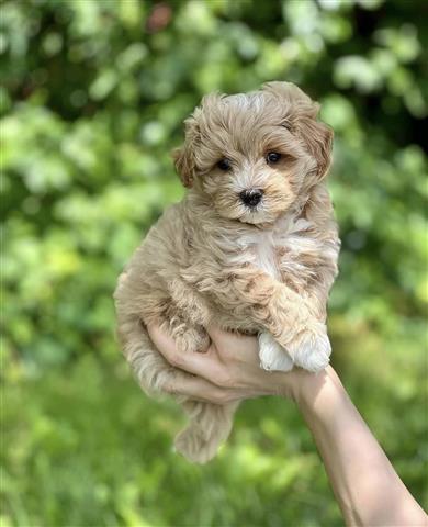 $700 : Hypoallergenic Maltipoo Pups image 3