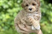 $700 : Hypoallergenic Maltipoo Pups thumbnail