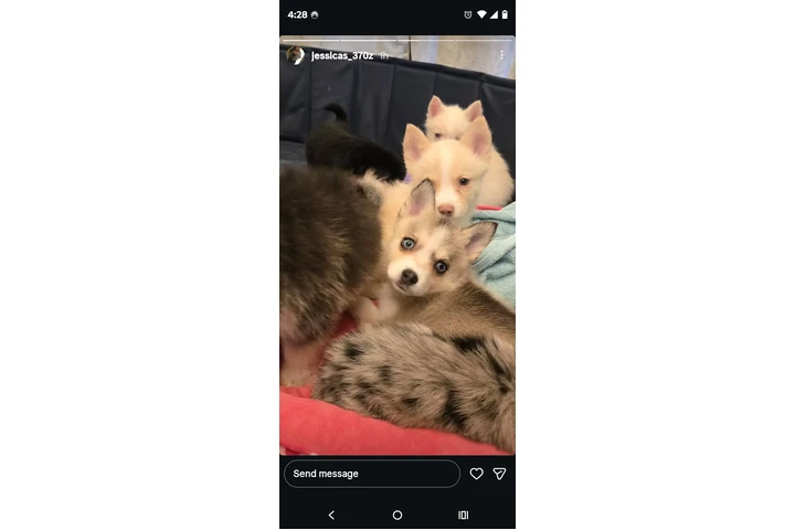 Pomsky puppies image 3