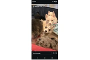 Pomsky puppies thumbnail