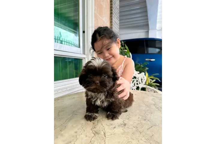 $350 : Cachorros Shihtzu en venta image 3
