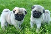 Pug Puppies Ready For New Home