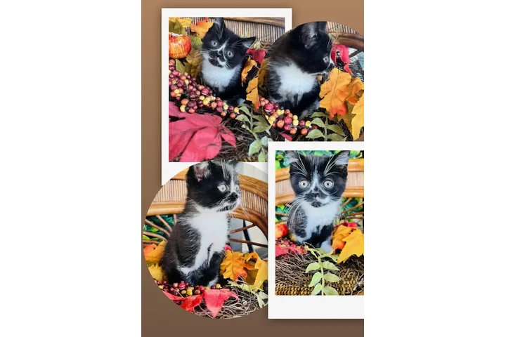 $170 : Gatitos mix image 1