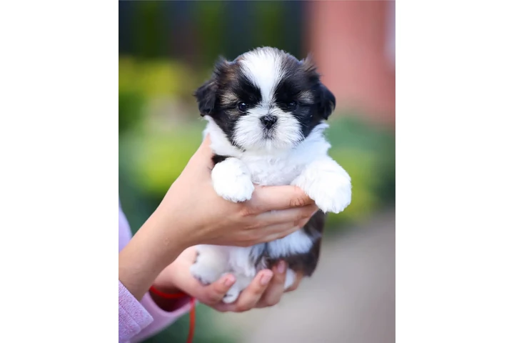 $350 : Shih Tzu taza de té image 2