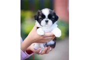 $350 : Shih Tzu taza de té thumbnail