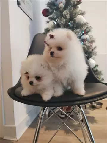 Pomeranian female puppies image 2