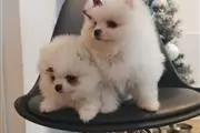 Pomeranian female puppies thumbnail