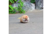$350 : Cachorro de Pomerania thumbnail