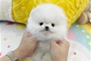 $350 : cachorros de pomerania thumbnail