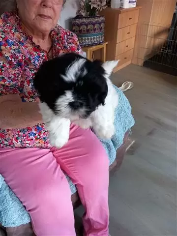 $400 : Teacup  Shitzus😍 puppies image 2