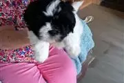 $400 : Teacup  Shitzus😍 puppies thumbnail