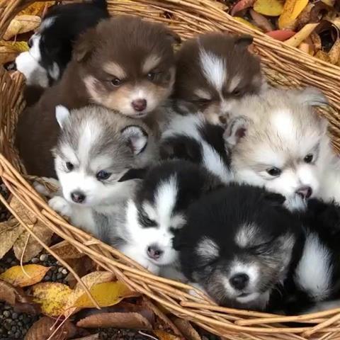 $500 : Hermosos cachorros husky image 1