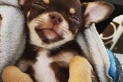 $400 : Cute male chihuahua pup thumbnail