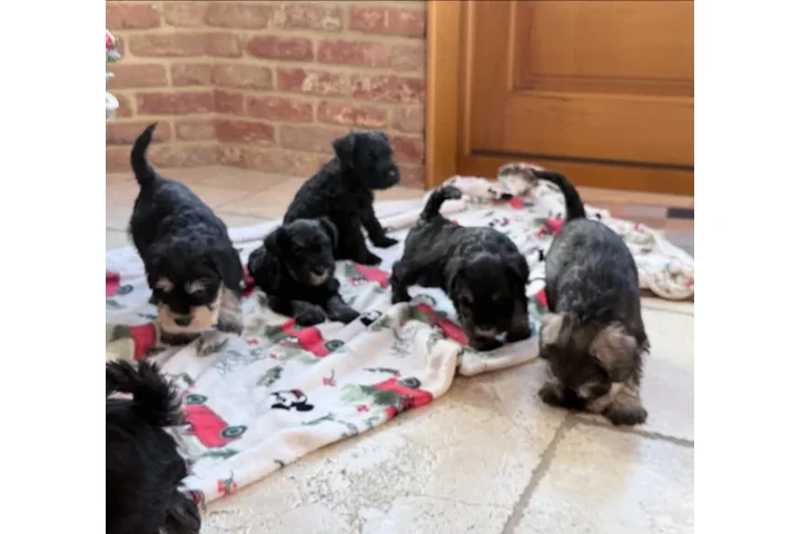 $300 : Playful Miniature Schnauzer Pu image 1