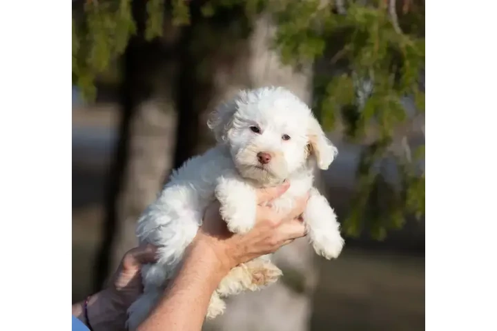 $1700 : 3 mini whoodle puppies. image 4