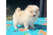 Teacup Pomeranians available en Los Angeles