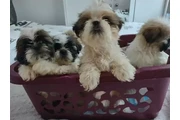 shih tzu puppies for adoption en Miami