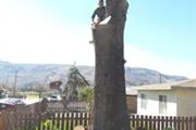 Rivera Tree Service en San Bernardino