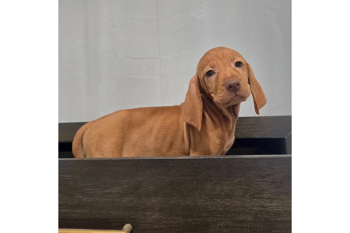 $1000 : 🐾 Cachorros Viszlas disponibl image 6