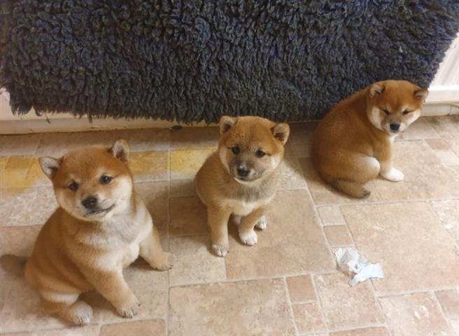 $500 : cachorros de Shiba Inu image 1