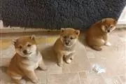 cachorros de Shiba Inu