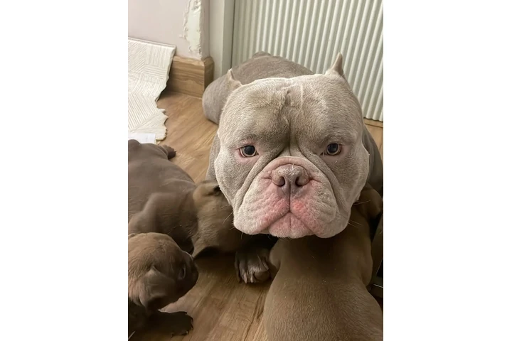 $350 : Cachorros disponibles image 1