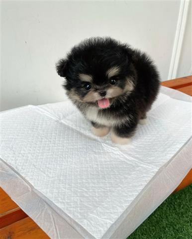 $350 : Pomerania en venta image 2