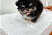 $350 : Pomerania en venta thumbnail