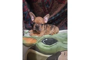 $750 : French bulldog (los Angeles) thumbnail