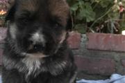 $300 : puppies German Shepherd thumbnail