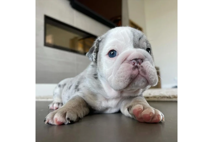 $350 : Cachorros Bulldog Inglés image 4