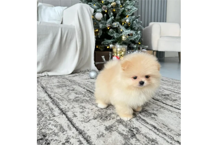 $350 : Pomerania taza de té image 3