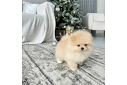 $350 : Pomerania taza de té thumbnail