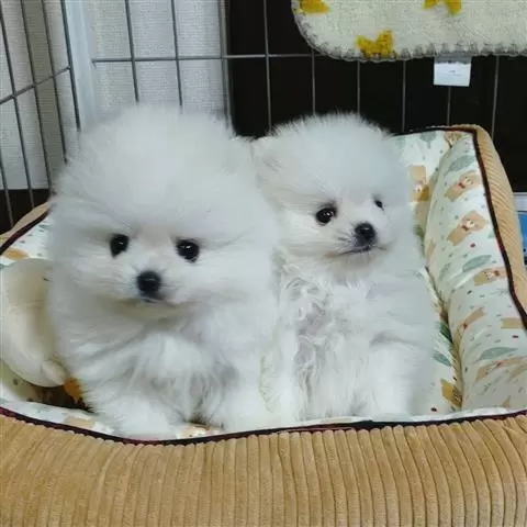 $420 : Teacup Pomeranian Ready image 1