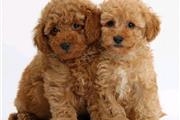 $500 : Adorables cachorros de caniche thumbnail