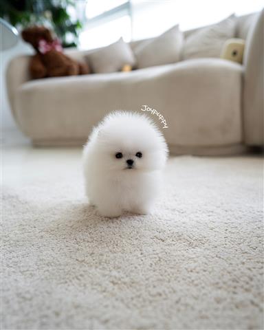 $250 : Pomeranian puppies for sale image 3