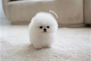 $250 : Pomeranian puppies for sale thumbnail