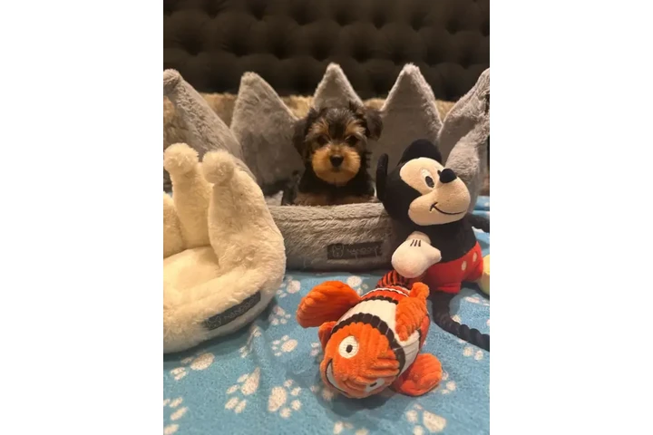 $1500 : Adorable Purebred Yorkshire image 2