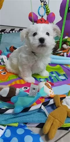 Beautiful Maltese Pups, image 1