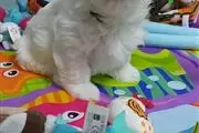 Beautiful Maltese Pups,
