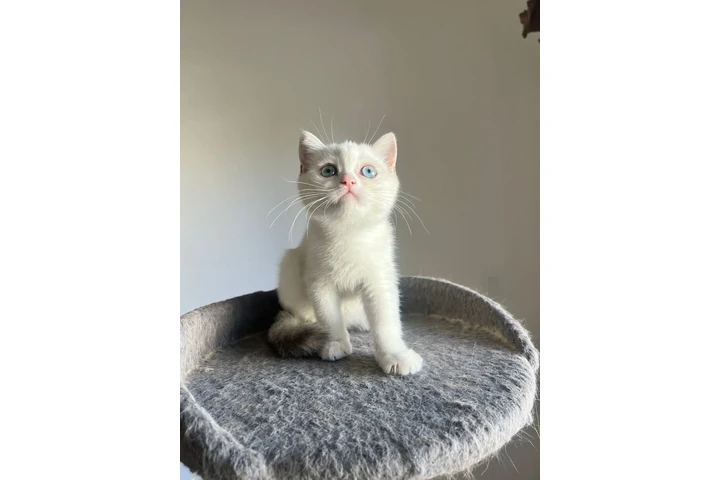 $2000 : 3 Beautiful Scottish Fold Girl image 5
