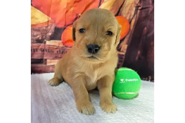 $350 : Golden Retriever image 3