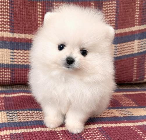 $250 : Selling Pomeranian Pup's image 1