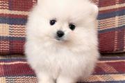 Selling Pomeranian Pup's en Tampa