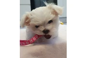 KC Registered Maltese en Omaha